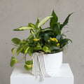 Easy care indoor plant arrangement with mixed green foliage
