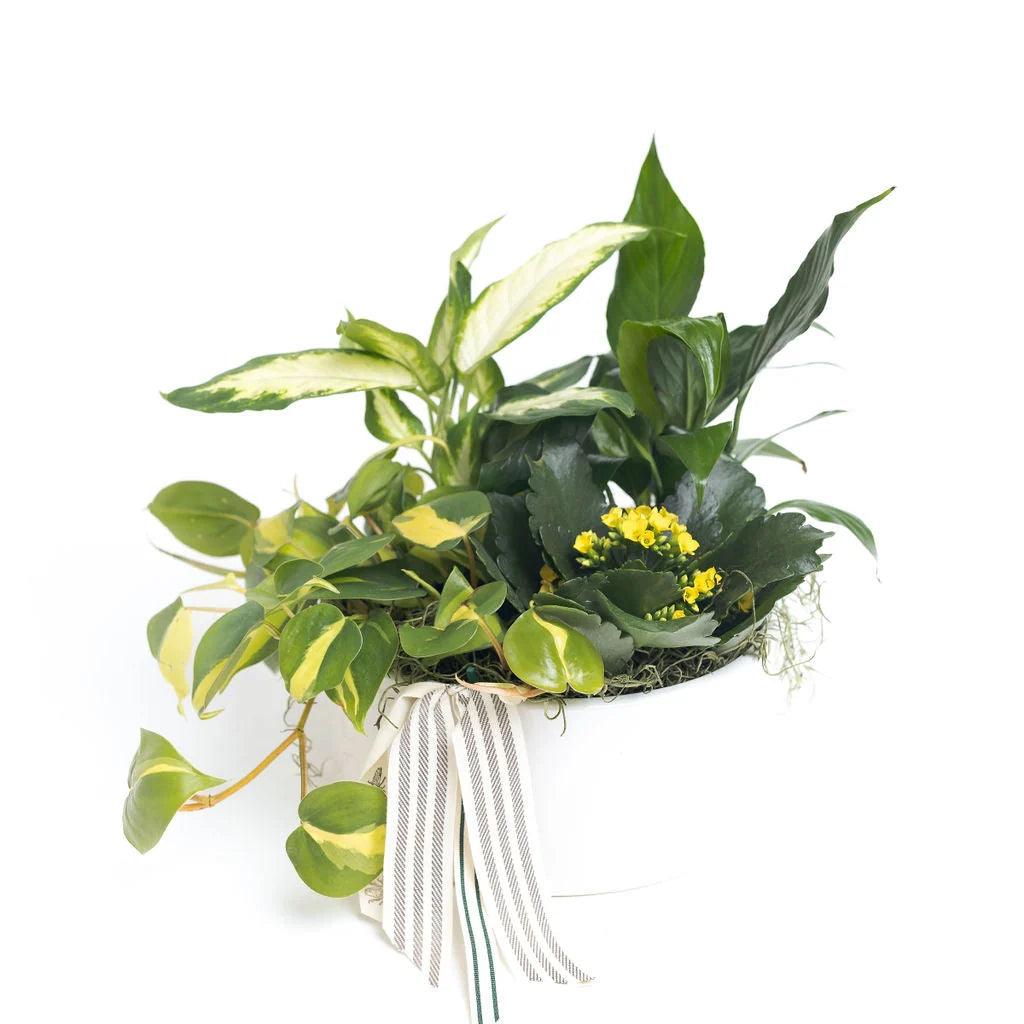 Indoor Plant Arrangement in Decorative Pot