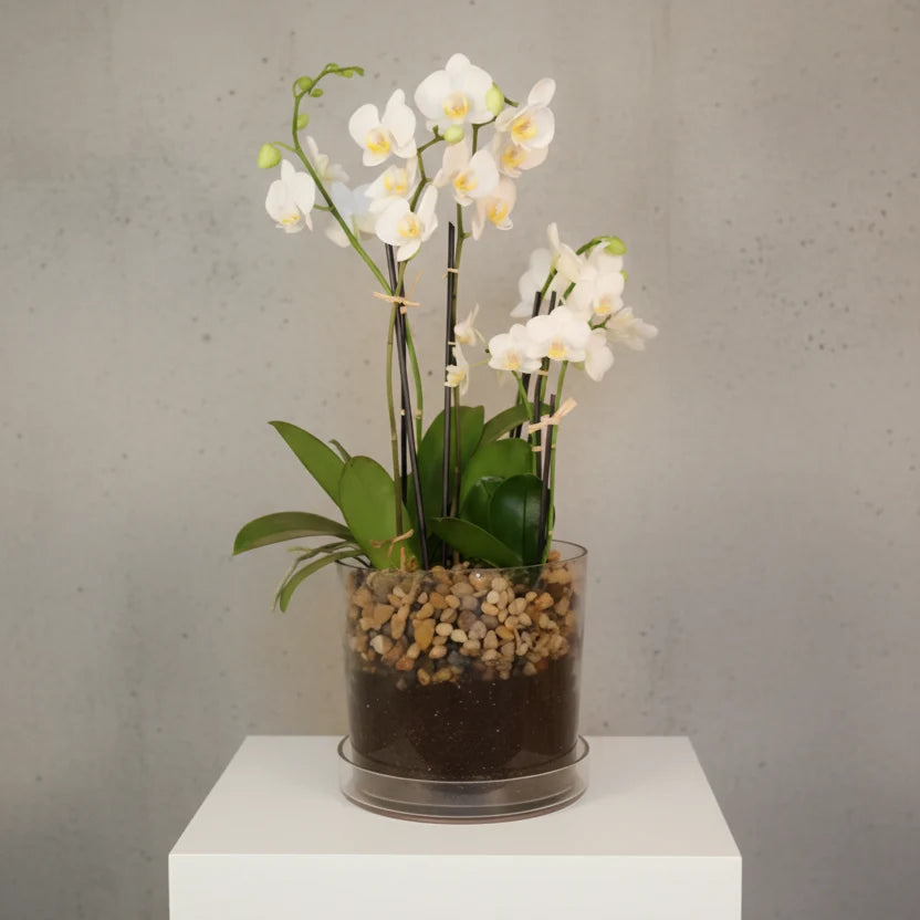 Live orchid plant in a clear glass planter with decorative pebbles