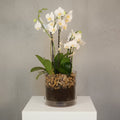 Live orchid plant in a clear glass planter with decorative pebbles