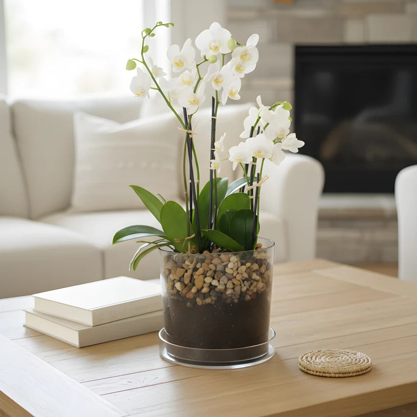 Munoz Flower Shop Orchid Planter in Clear Glass Pot with Decorative Pebbles