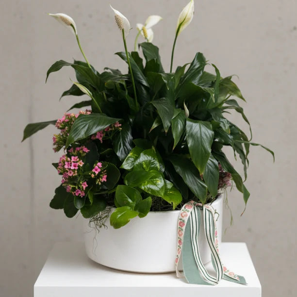 Peace Lily and Kalanchoe in White Ceramic Planter