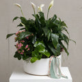 Peace Lily and Kalanchoe in White Ceramic Planter