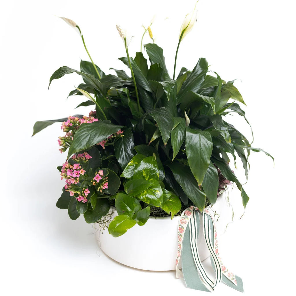 Munoz Flower Shop Peace Lily & Kalanchoe Arrangement in White Ceramic Pot
