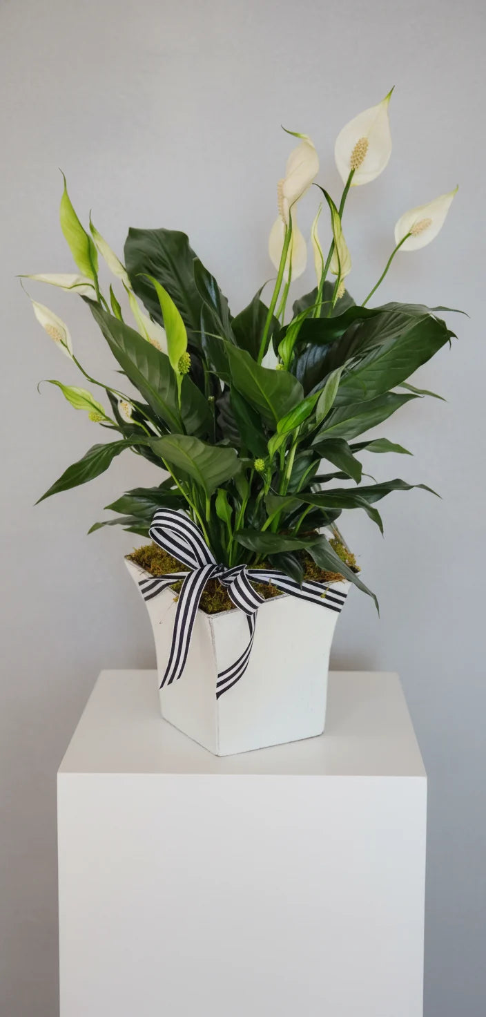Peace Lily with white flowers and green leaves