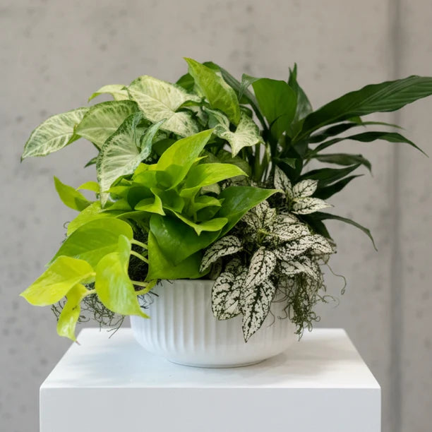 Serene Planter with lush green indoor plants arrangement