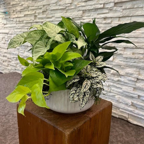 Serene Indoor Plant Arrangement - Live Houseplant in Decorative Planter